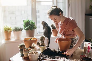 potting of cacti