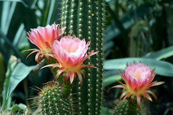 floraison des cactus