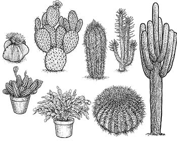 History of cacti