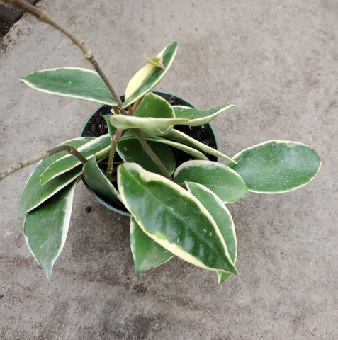 hoya carnosa