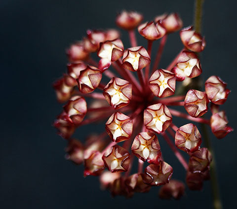 hoya finlaysonii