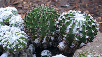 hardiness of cacti