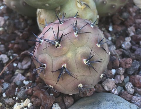 Tephrocactus Geometricus