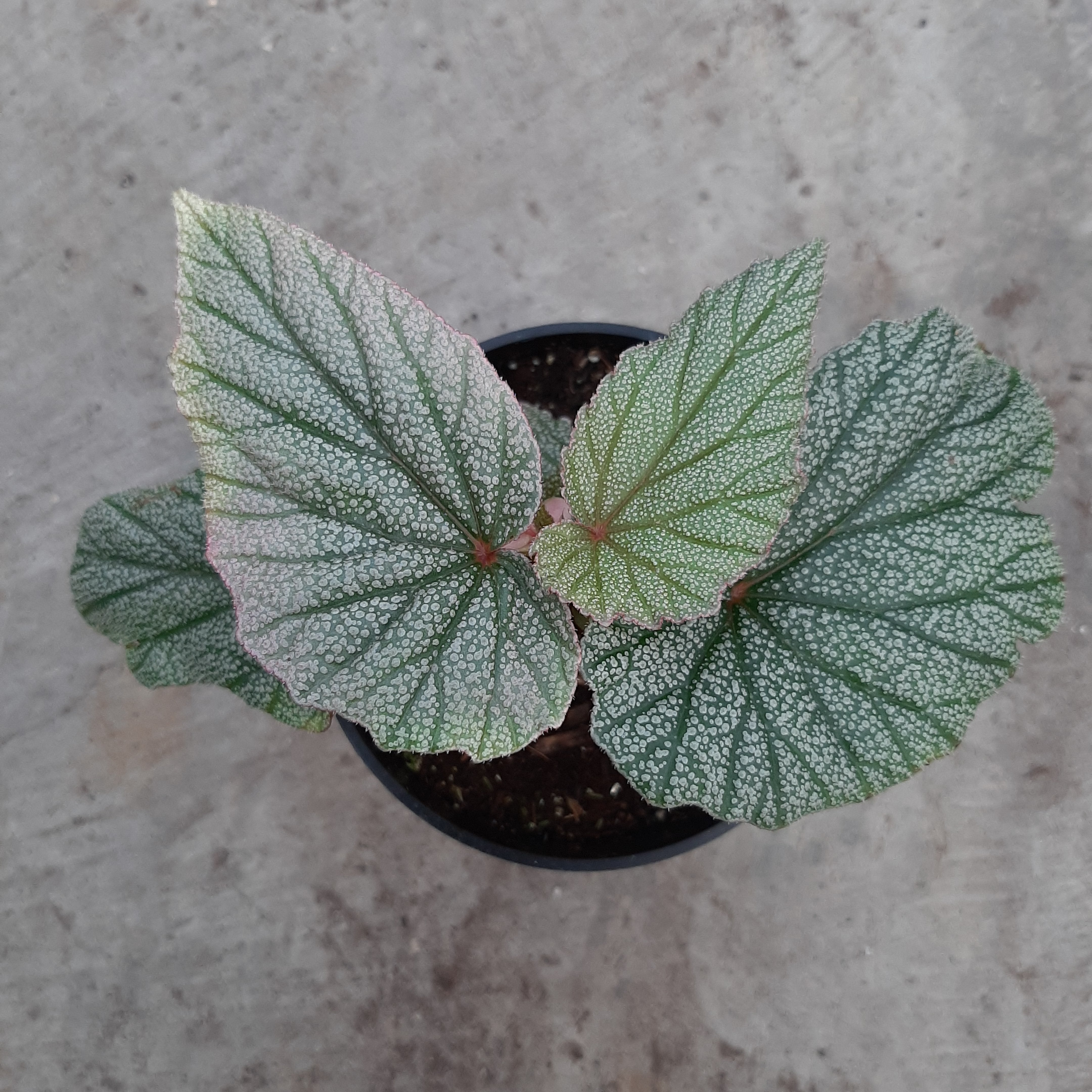 Begonia angel wing 'Sinbad' | Tropicals | Plantarium - Serres Lavoie