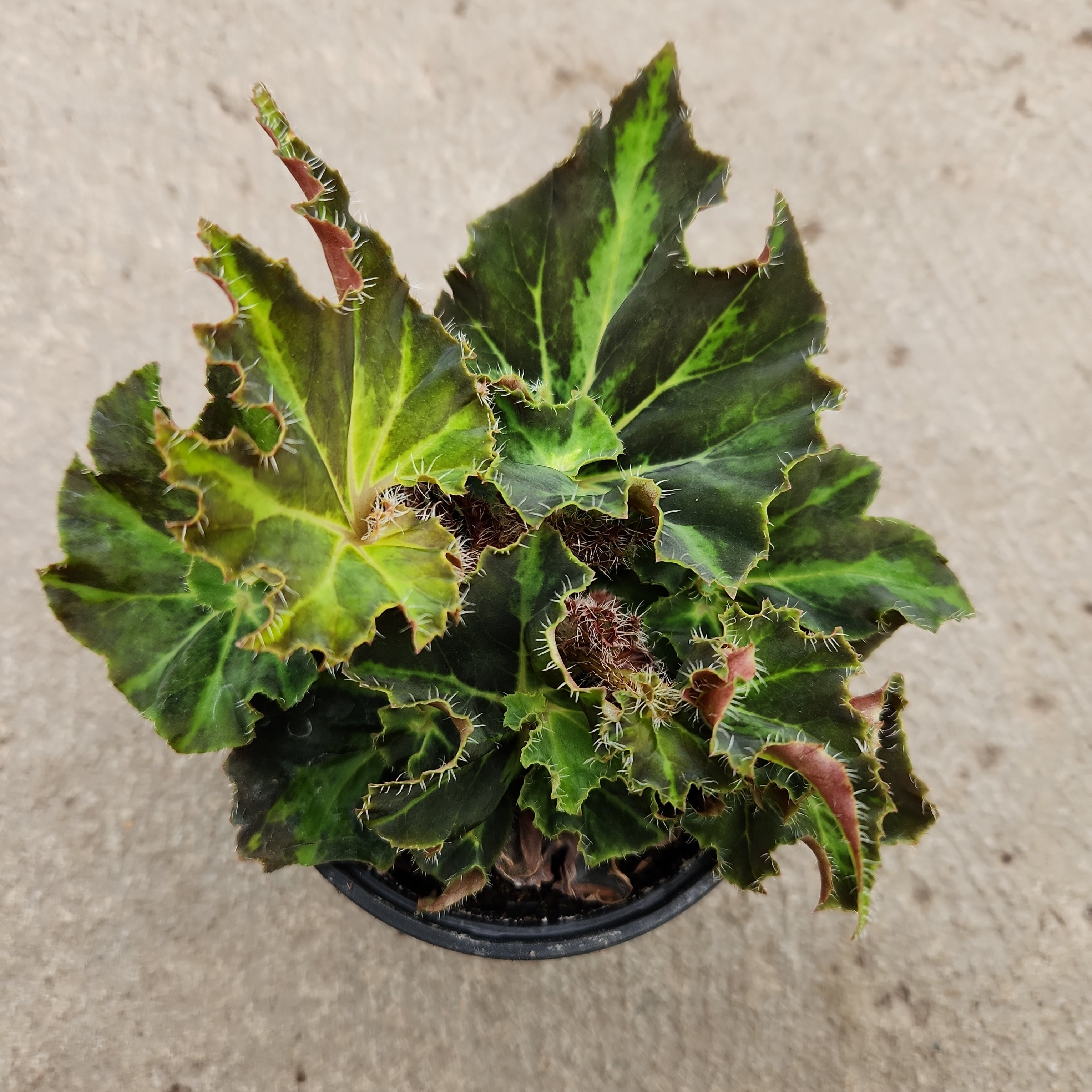Begonia rex 'Evy' | Tropicals | Plantearium - Serres Lavoie