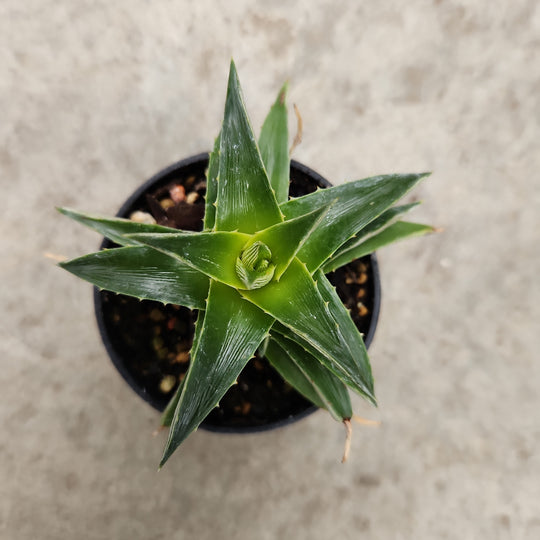 Dyckia | Plants | Serres Lavoie