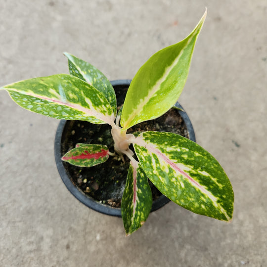 Aglaonema Two Tone Moonstone , Aglaonema rose, feuilles persistantes de  Chine, arum, plante d'intérieur vivante, en sachet de 6 po. -  Canada