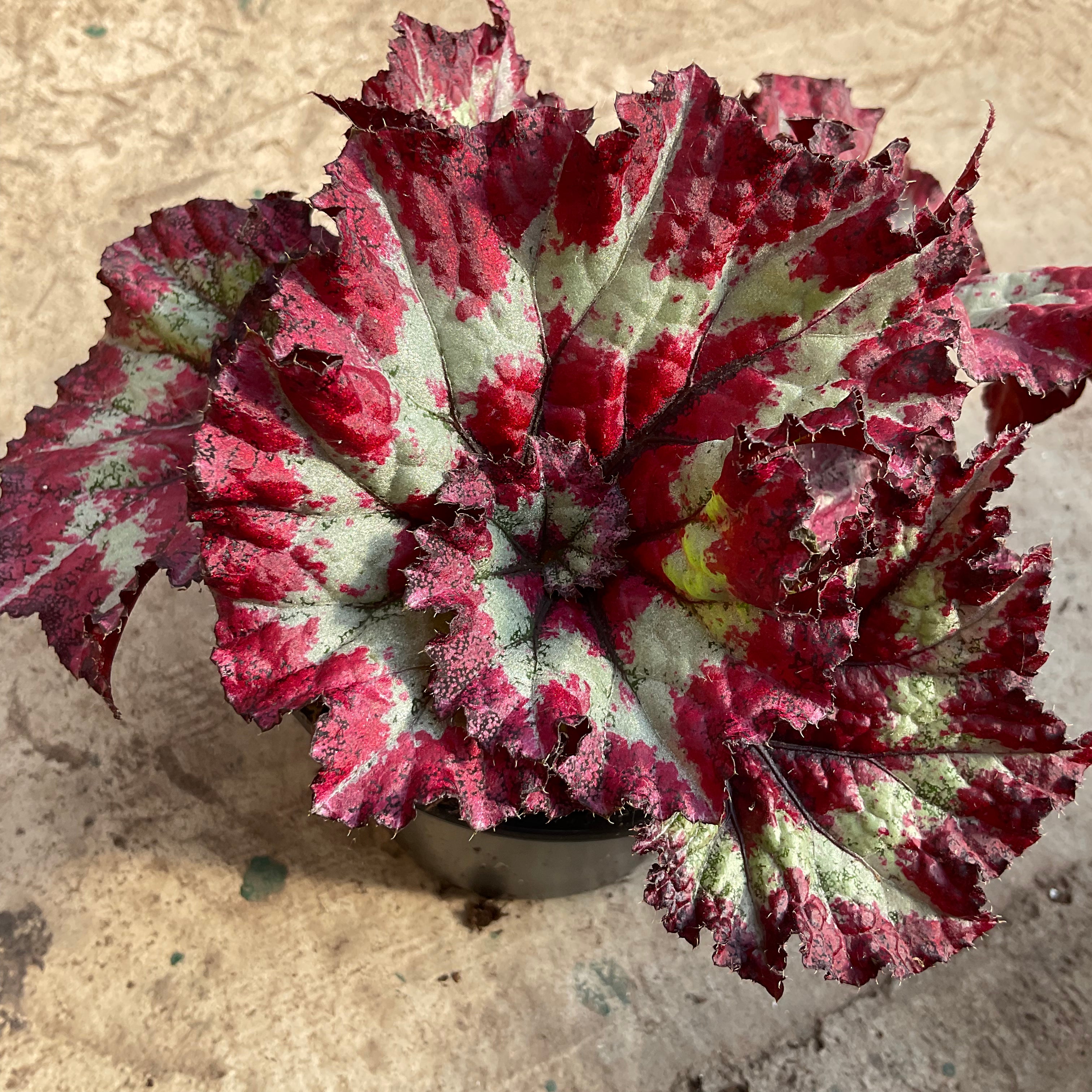 Begonia rex 'Red escargot' | Tropicals | Plantarium - Lavoie Greenhouse