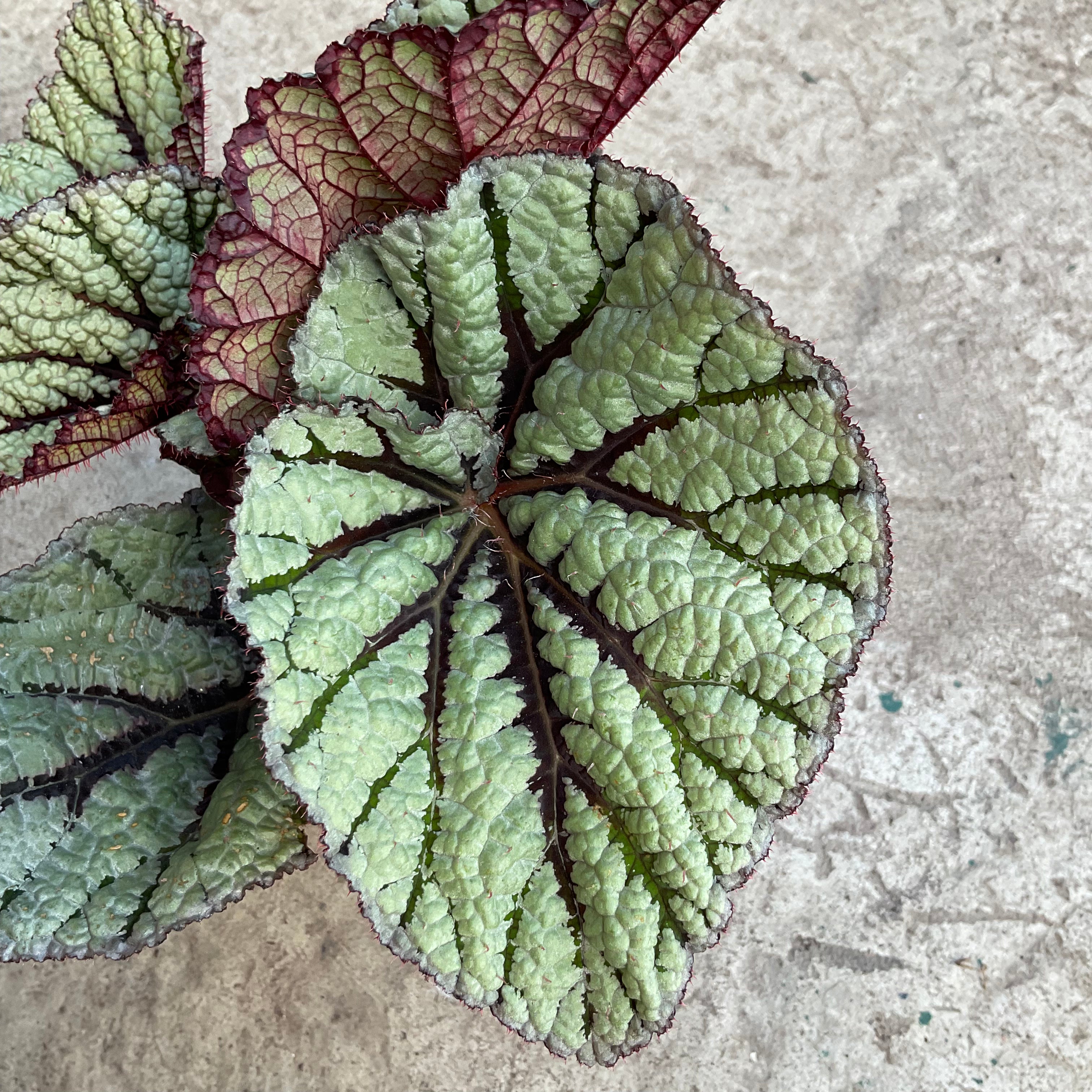 Begonia rex Megalo 'Fedor' | Tropical plants - Lavoie Greenhouse