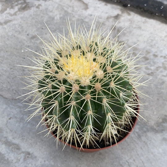 Echinocactus, Plants