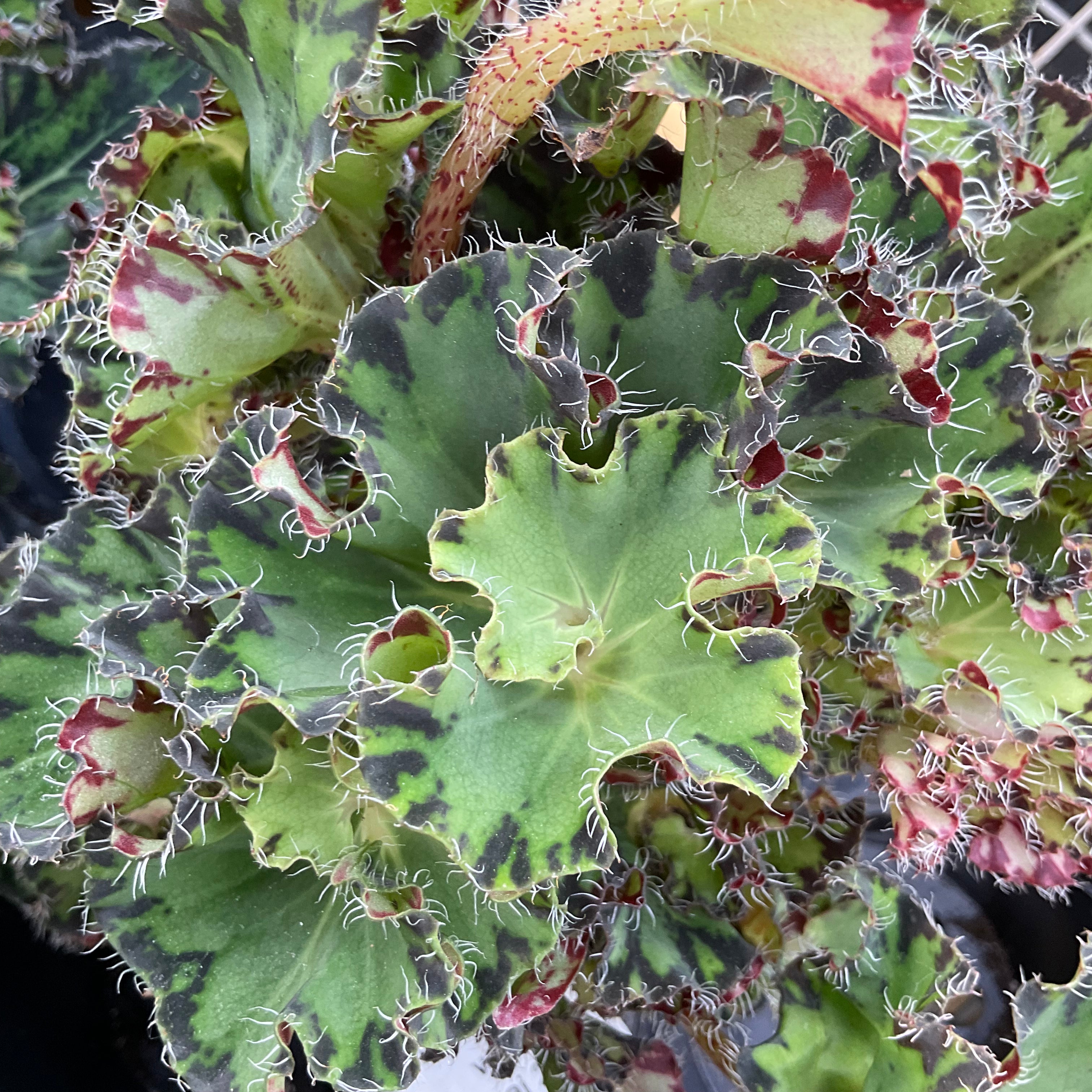 Begonia rex 'Chantilly lace' | Tropical plants - Lavoie Greenhouse