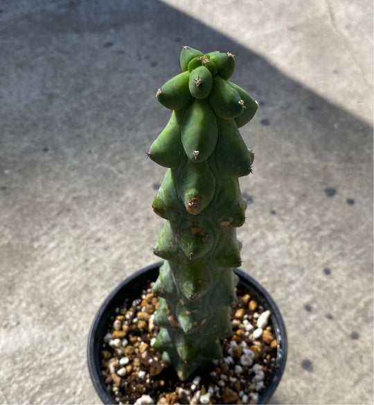 Myrtillocactus geometrizans 'Fukurokuryuzinboku