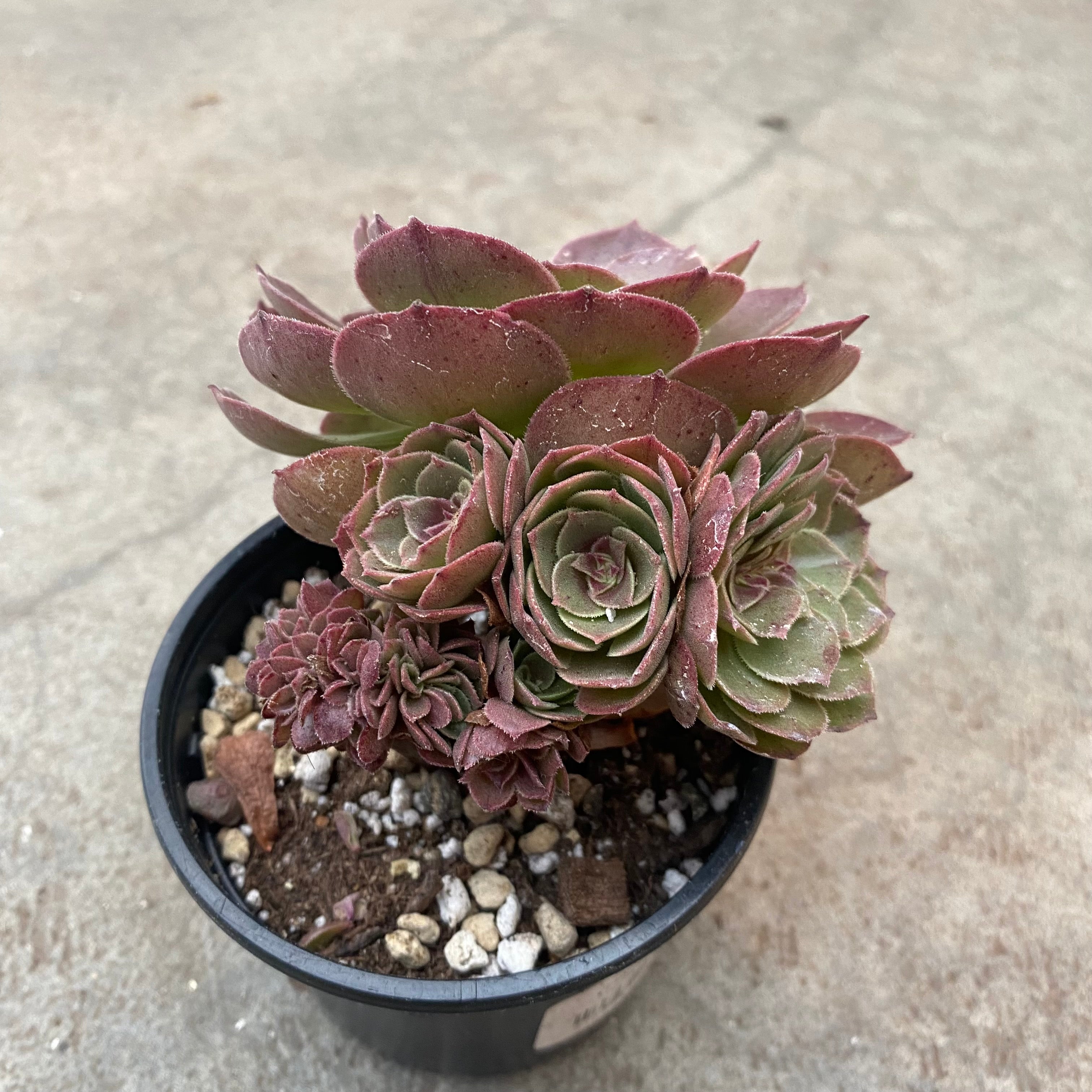 Aeonium cv. Halloween f. cristata | Succulents | Plantearium - Serres ...