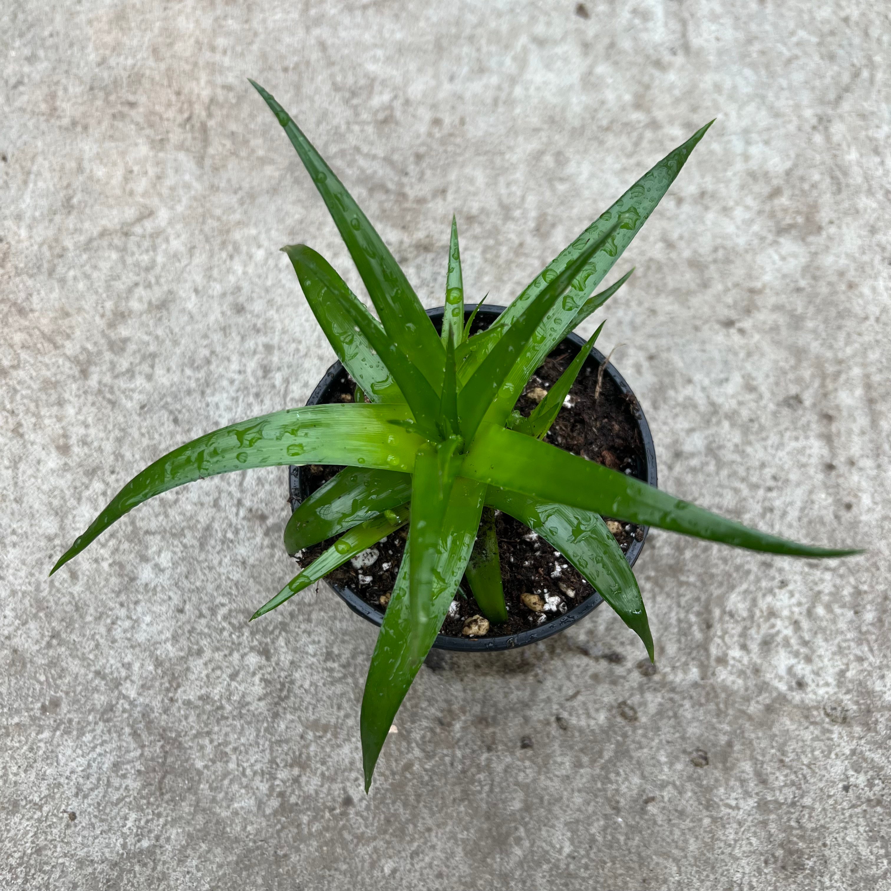 Dyckia | Plants | Serres Lavoie