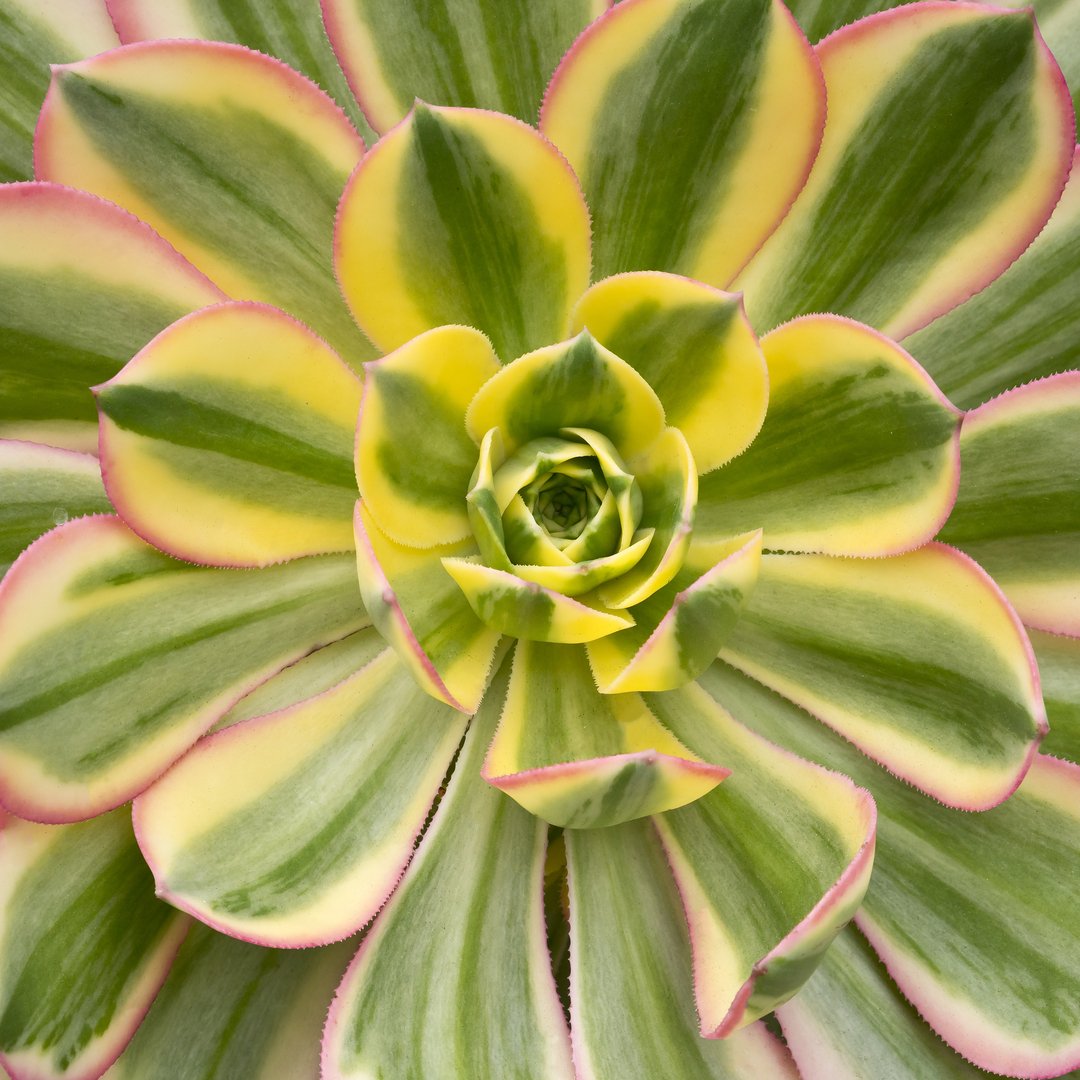 Aeonium arboreum cv. Sunburst - Serres Lavoie