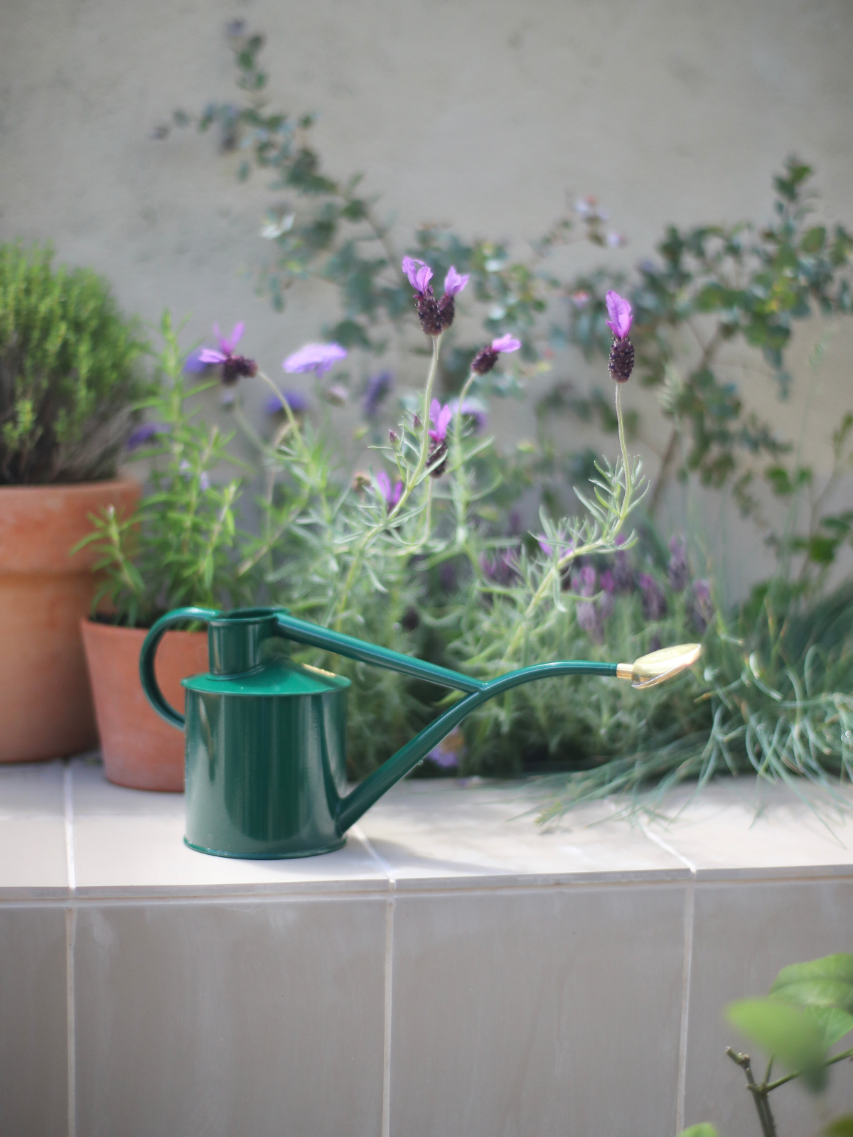 A watering can with pot plants
