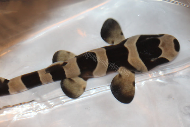 Bandit Cat Shark – Aquarium-Reefers Online Store