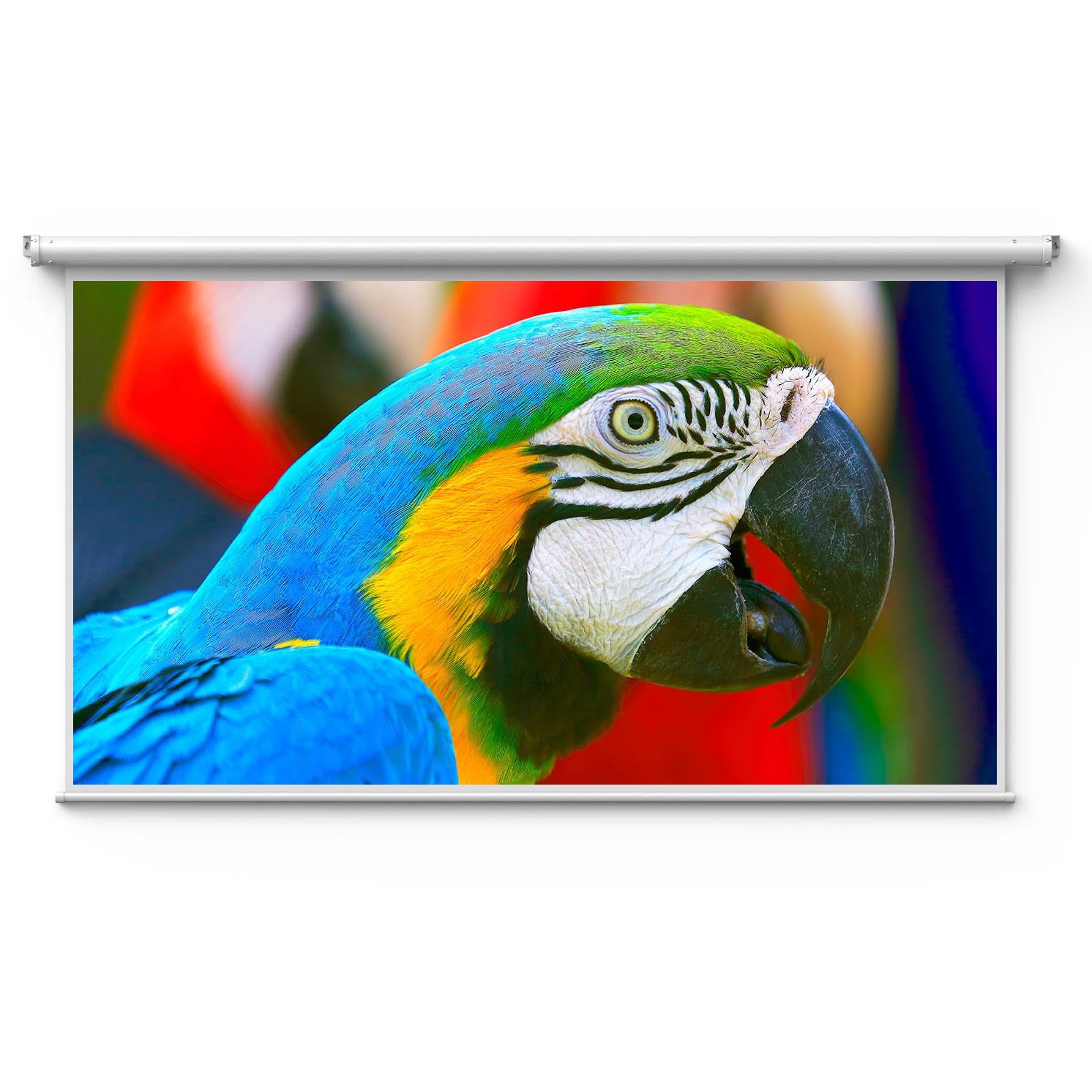 nebula 100" motorized electric anti-light projector screen