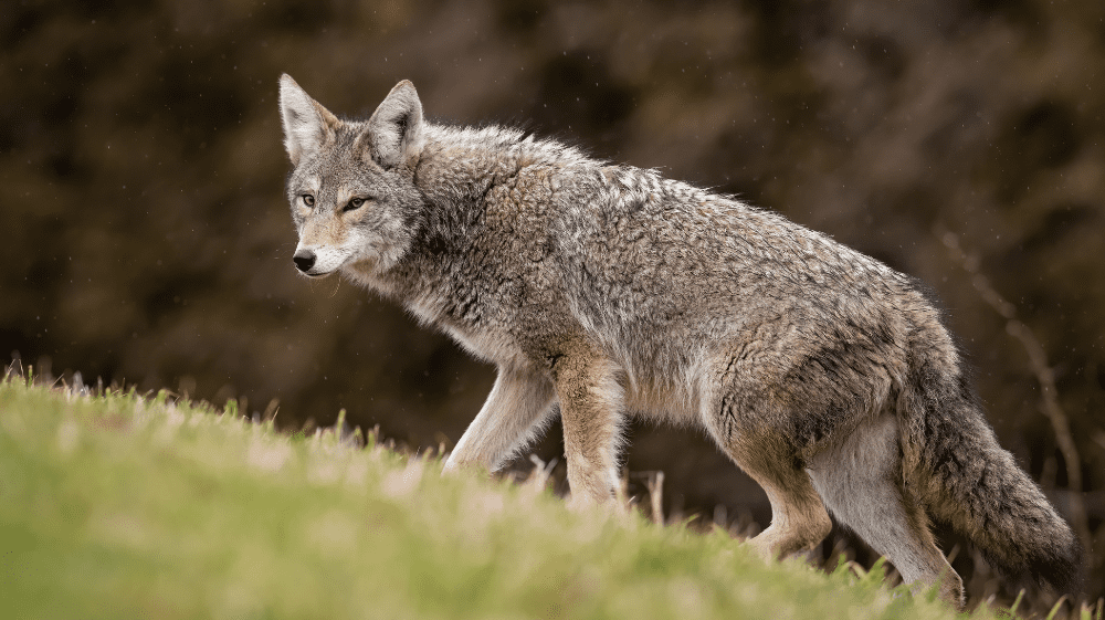 Coyotes Hunting