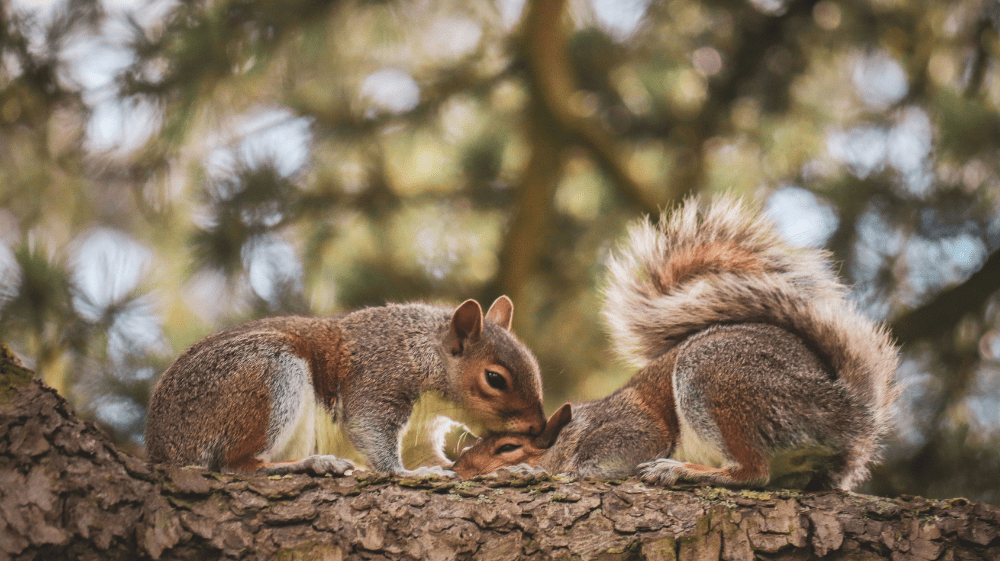 squirrels hunting