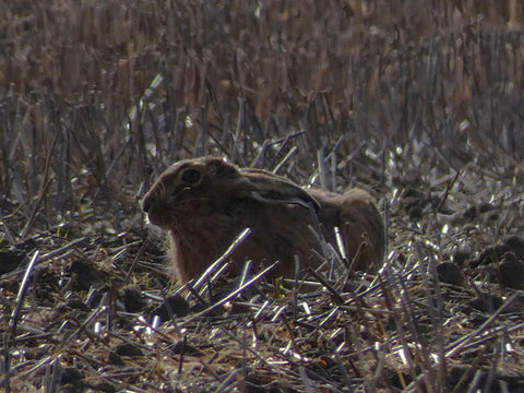 Hare nestled in the barley stubble