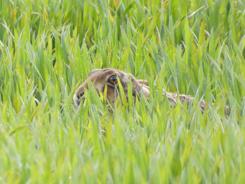 Hare in young wheat