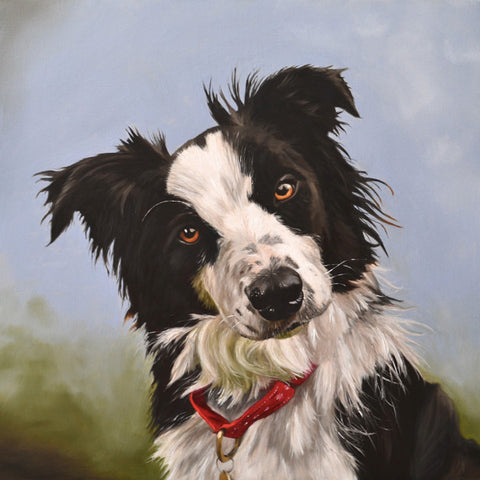 Dog portrait of a border collie