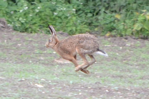 Running hare in Framlingham