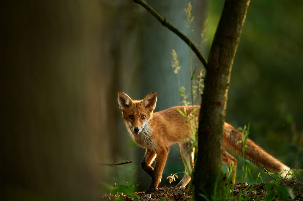 A red fox hides behind a skinny tree. 