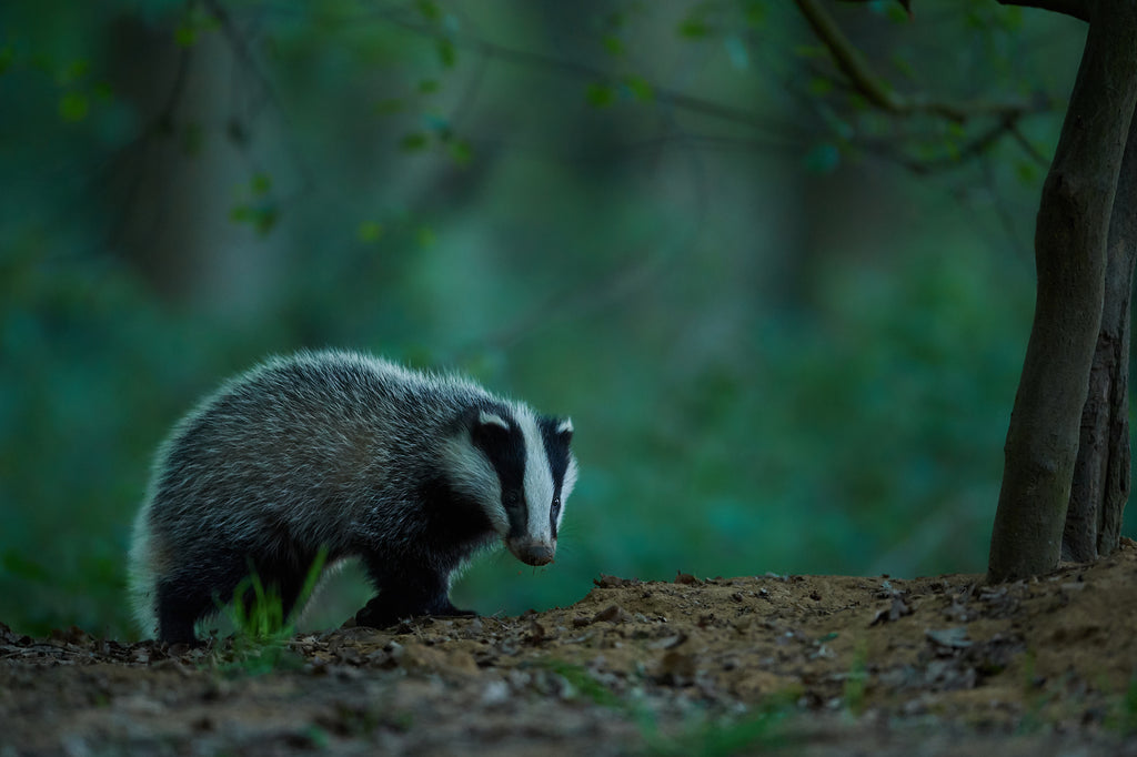 A badger walks through the woods at sunset. 