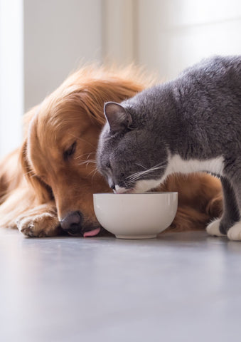 Futternapf Hund Katze Katzennapf Hundenapf Fressen