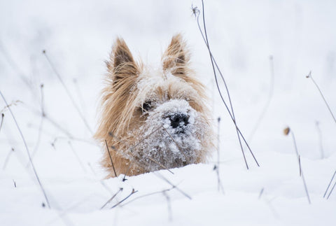 Hund im Schnee Worauf achten?