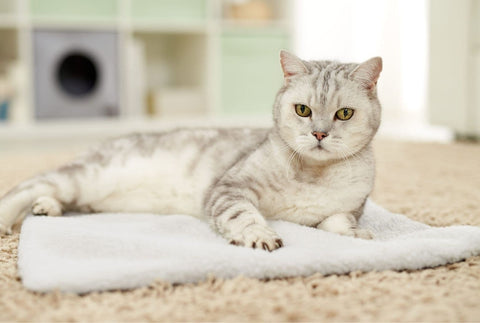 Selbstwärmende Katzendecke ohne Strom