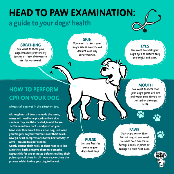 Head to Paw Examination Guide