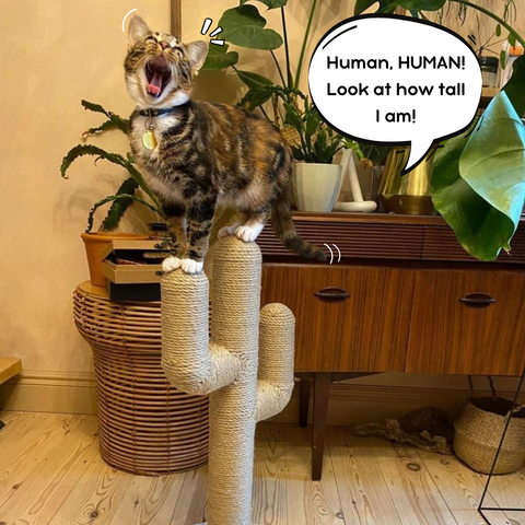 Cat on scratching post