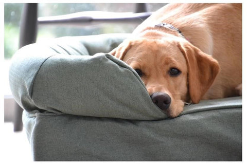 Golden Labrador on sofa