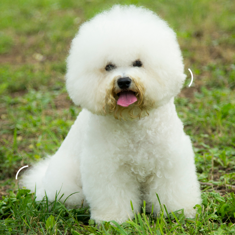 Bichon Frise outside