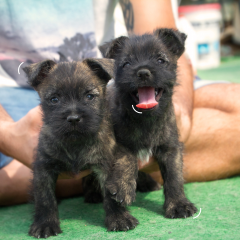 Cairn Terrier