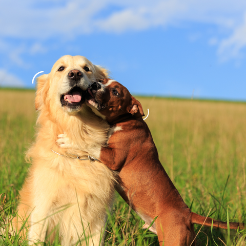 Two dogs hugging 