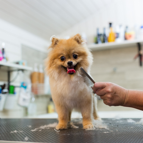 Dog being groomed