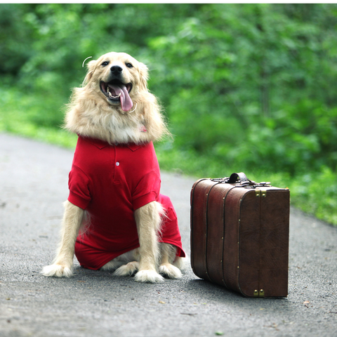 Dog in red shirt with suitcase