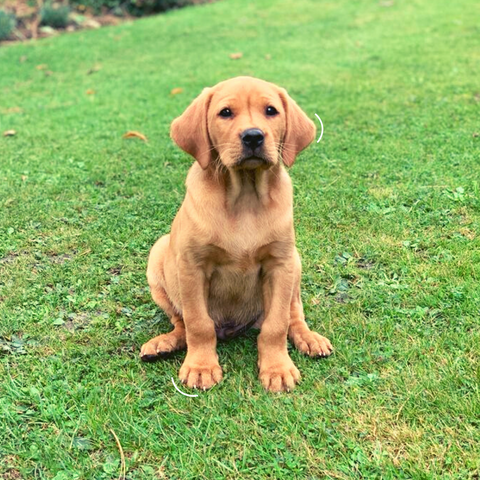 Labrador Puppy 