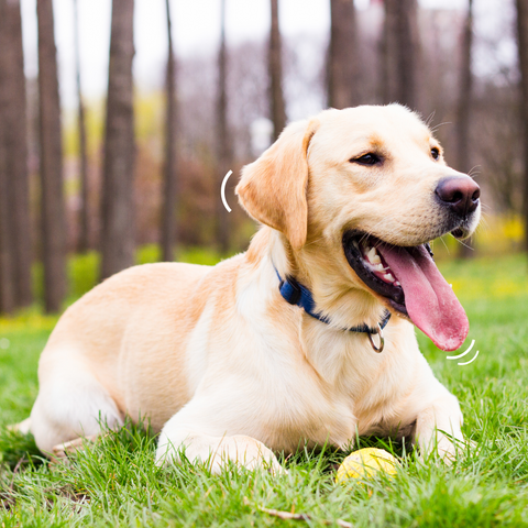 Labrador outside