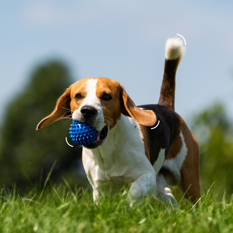 Beagle with ball