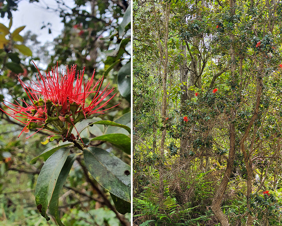 Ōhiʻa lehua Blüten und Baum