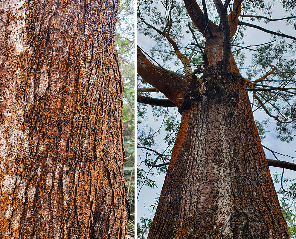 Zwei Aufnahmen eines Koa-Baums 
