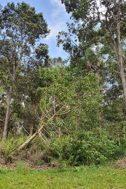 Ein Koa-Baum liegt umgestürzt im Wald
