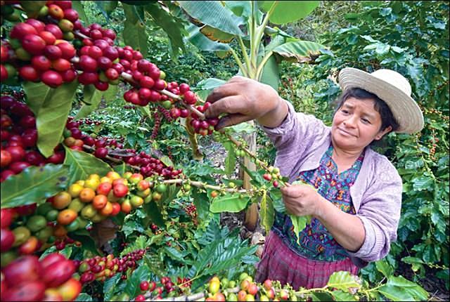 Organic Guatemala Antigua Hunapu Micro 