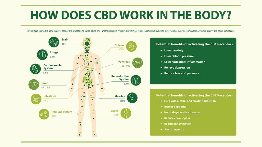 how-cbd-works-in-the-body-botancbd-hemp-botan