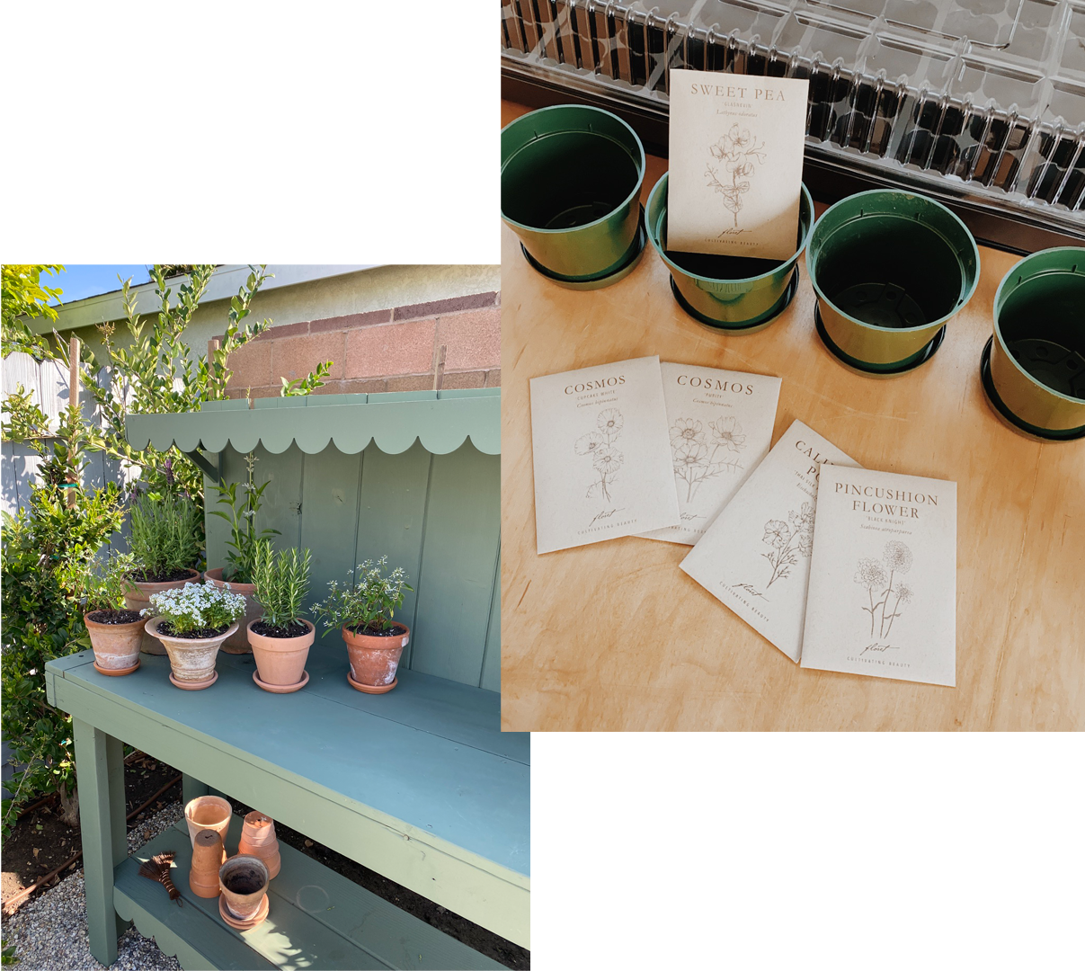 2 images; 1 of terracotta pots on a garden bench; 1 of Cosmos seed packets and green garden cups.